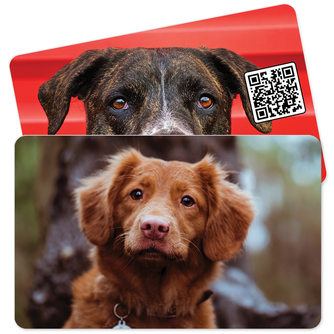 Don Paw Pet Photo & Info Card